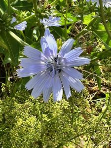 Muriwai Garden